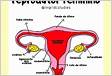 Sistema reprodutor função, feminino e masculino